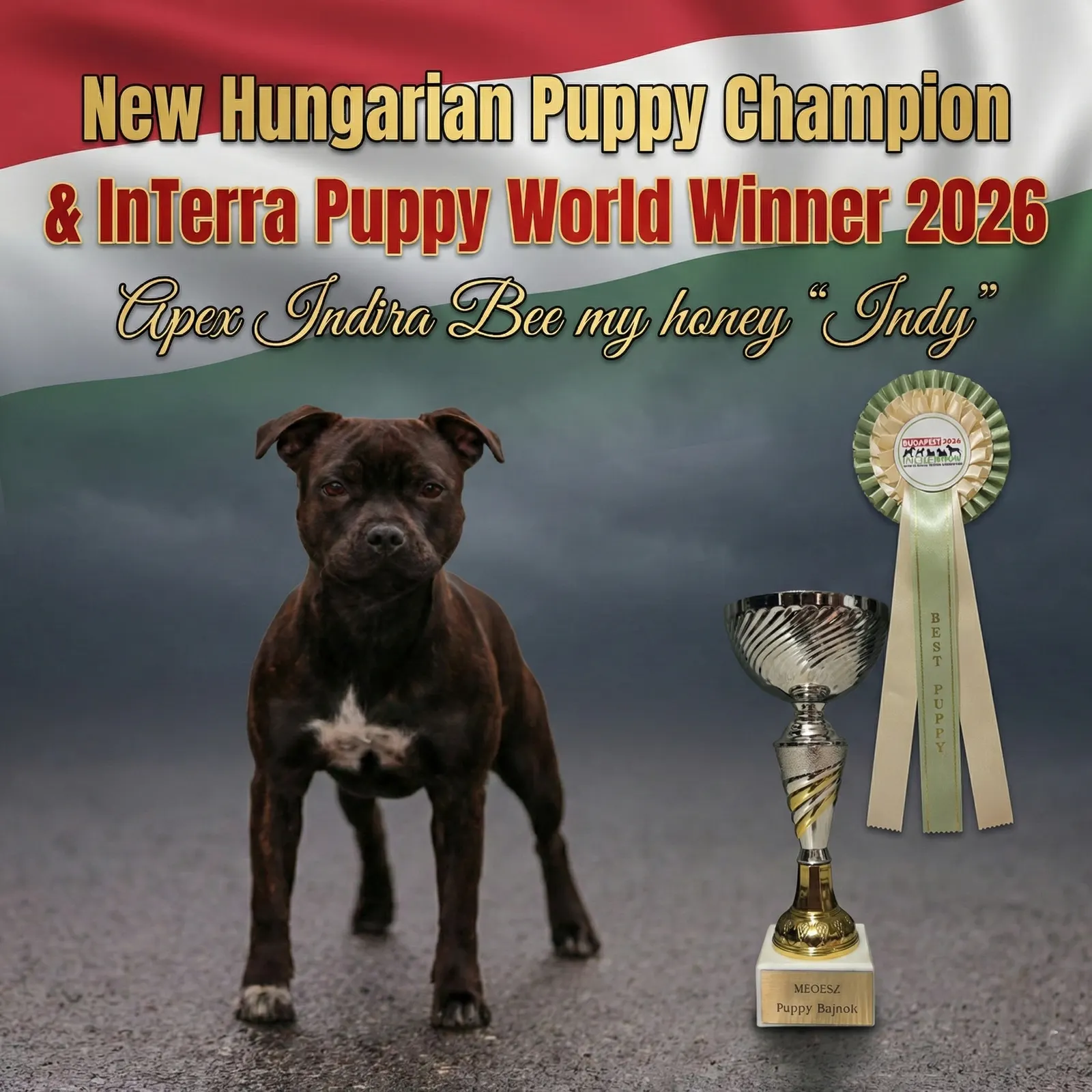 Výstavy Maďarsko Interra show, Pannon Terrier, FeHoVa Winter Dog Show 2026