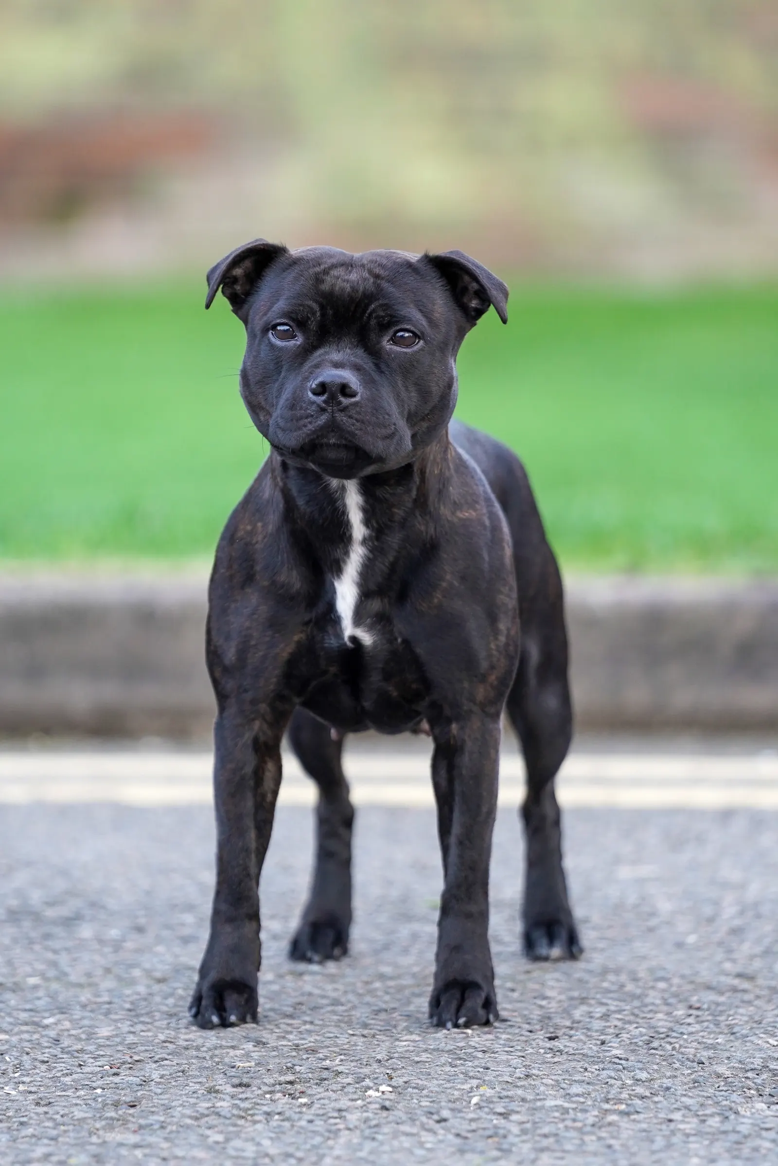 Crufts 2026
