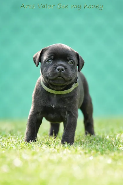 Ares