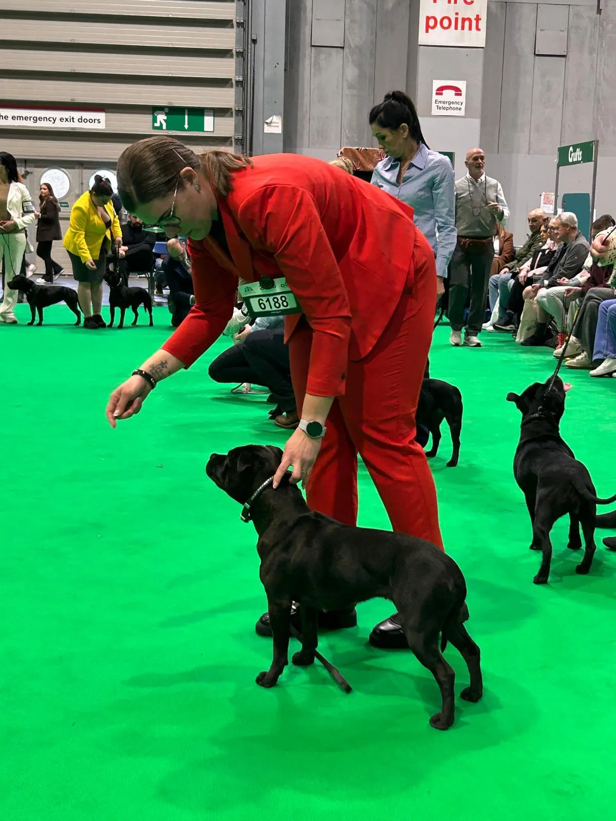 Crufts 2026